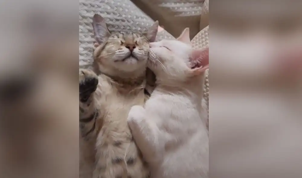 Desliza hacia la izquierda para ver más imágenes sobre esta cautivadora escena. Foto: captura de TikTok Desliza hacia la izquierda para ver más imágenes sobre esta cautivadora escena. Foto: captura de TikTok