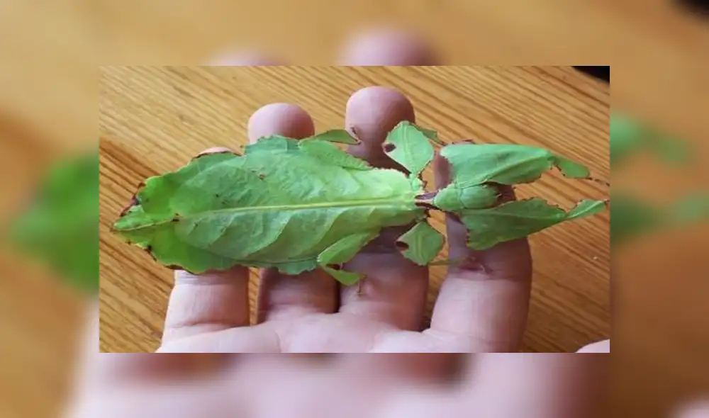 Desliza para ver los detalles del video viral publicado en YouTube. Foto: Captura.