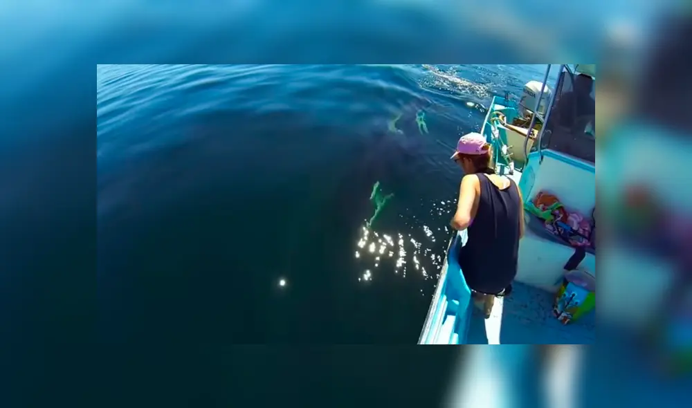 Facebook viral: recorren océano y se topan con misteriosa criatura que tiene increíble reacción al verlos Facebook viral: recorren océano y se topan con misteriosa criatura que tiene increíble reacción al verlos