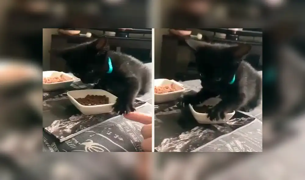 En Facebook, un chico quedó sorprendido con la reacción de su gato cuando este imaginó que le iba arrebatar sus alimentos. En Facebook, un chico quedó sorprendido con la reacción de su gato cuando este imaginó que le iba arrebatar sus alimentos.