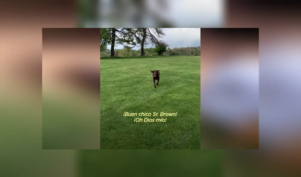 El can no sabía cómo jugar y le gustaba permanecer acostado casi siempre. Foto: Facebook