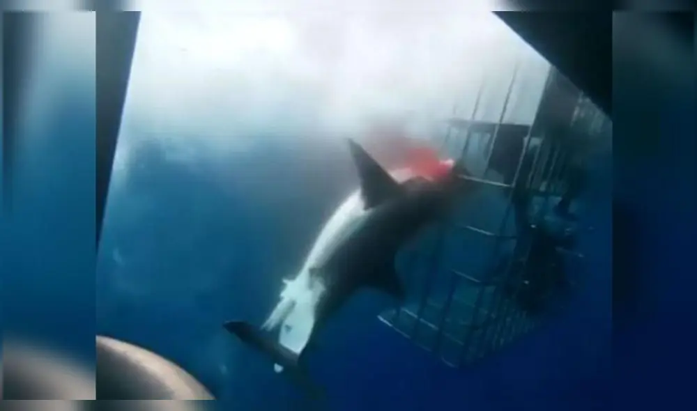 Un activista mexicano denuncia públicamente lo sucedido y acusa al propietario del barco de saltarse la normativa. Foto: Captura.