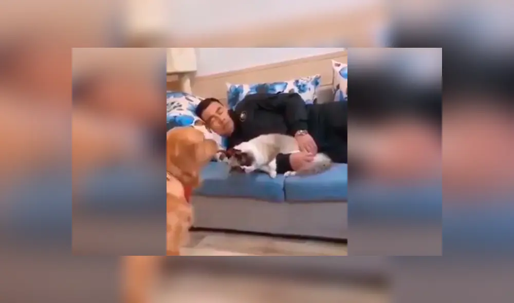 Desliza las imágenes para conocer la terrible actitud de un perro para evitar que un gato le robe la atención de su amo. Foto: Captura. Desliza las imágenes para conocer la terrible actitud de un perro para evitar que un gato le robe la atención de su amo. Foto: Captura.