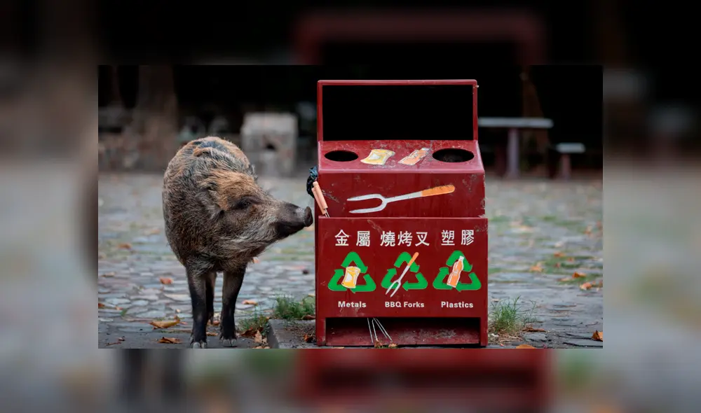 China: Hong Kong se enfrenta a una invasión de jabalíes [FOTOS]