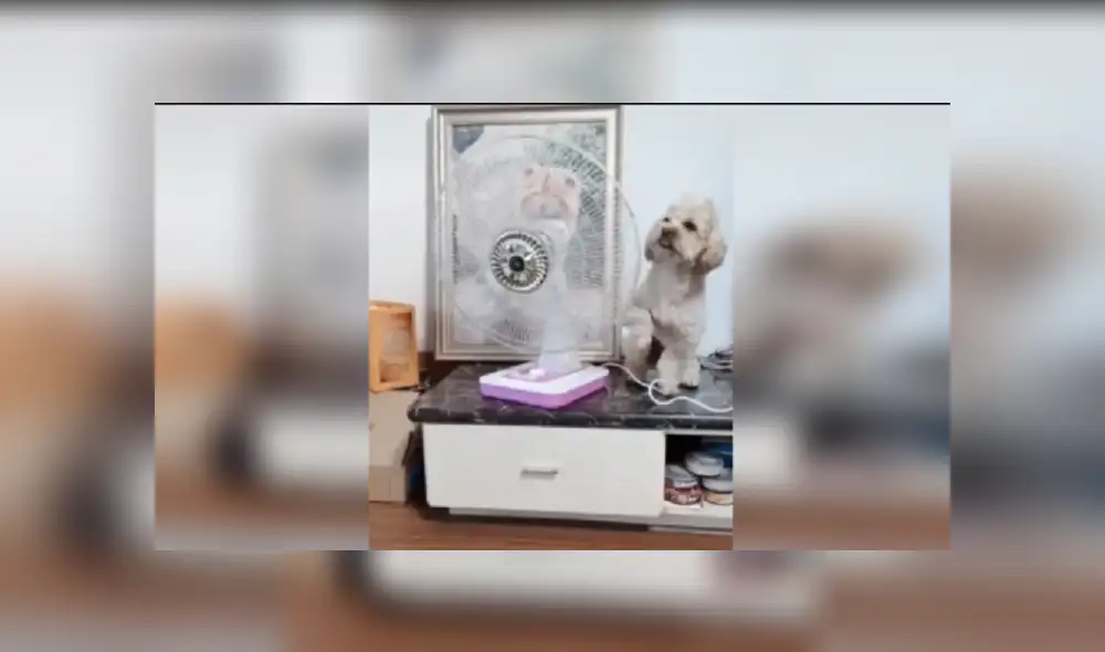 Desliza las imágenes para ver más detalles de esta peculiar escena que es viral en TikTok. Desliza las imágenes para ver más detalles de esta peculiar escena que es viral en TikTok.