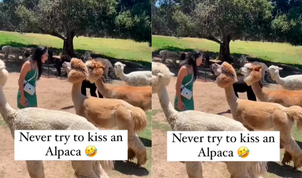 Este video ha conseguido 9.000 'me gusta' en Instagram. Foto: composición LR / Instagram / @naturefandom