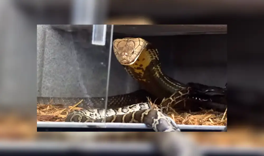 Desliza hacia la izquierda para ver el feroz ataque de una serpiente que se volvió viral en Facebook.