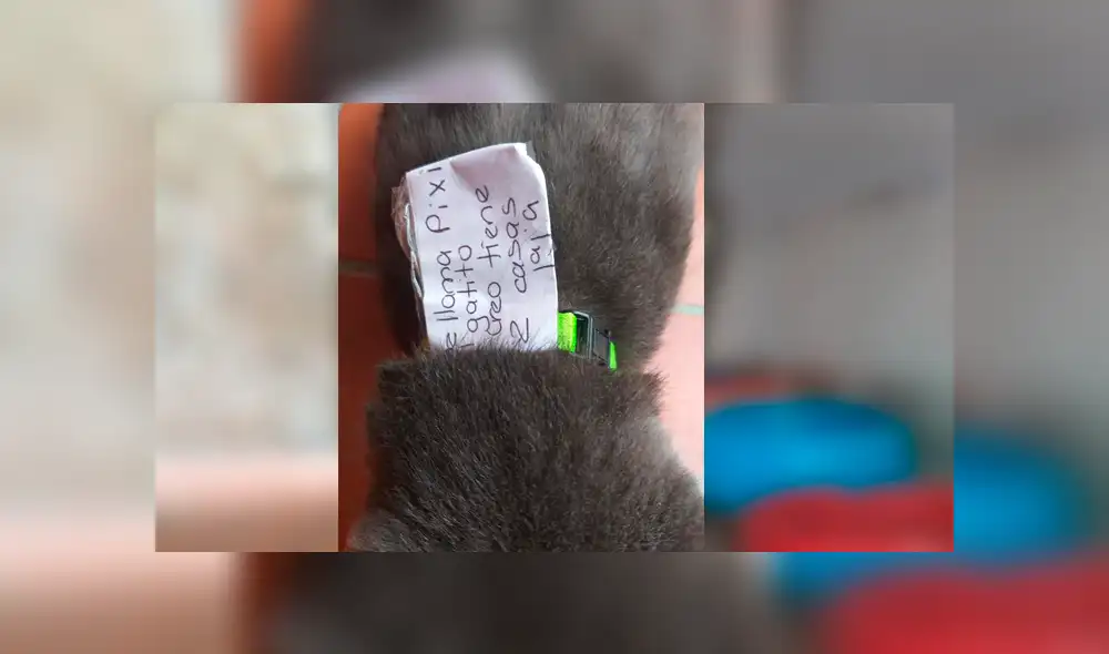 El felino levantó las sospechas de sus dueños cuando empezó a huir de su casa cada cierto tiempo. La peculiar historia se hizo viral en Facebook