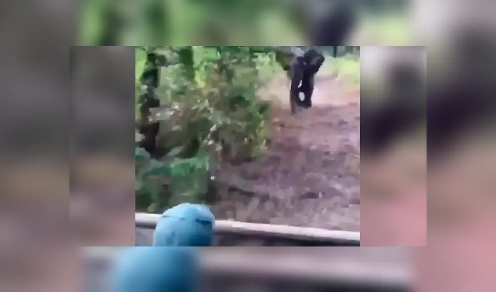 Turistas molestan a elefantes y estos enfurecen.