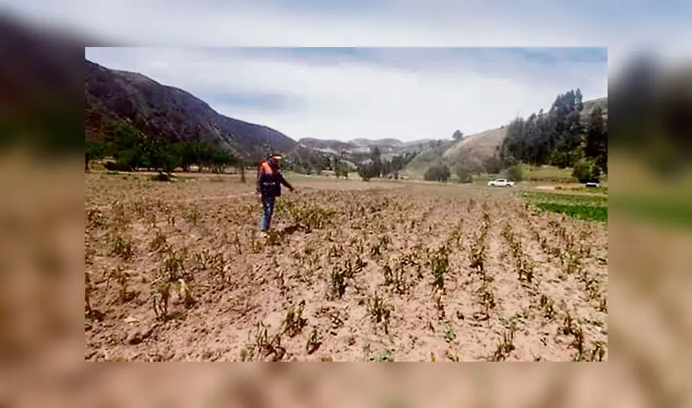 campos áridos. Cultivos esperan a las lluvias. campos áridos. Cultivos esperan a las lluvias.