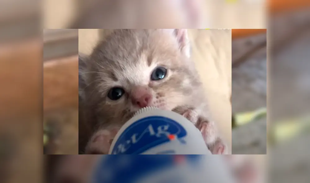 En Facebook, un hombre escuchó los ruidos de un gato bebé y se preocupó al verlo en deplorables condiciones.