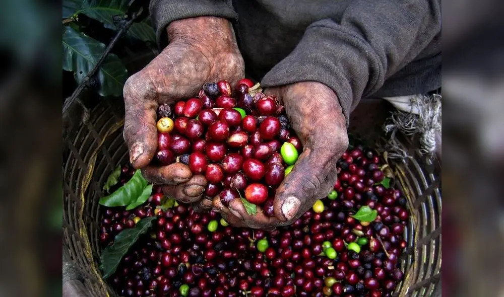 ¿Cuál es la situación del café peruano? ¿Cuál es la situación del café peruano?