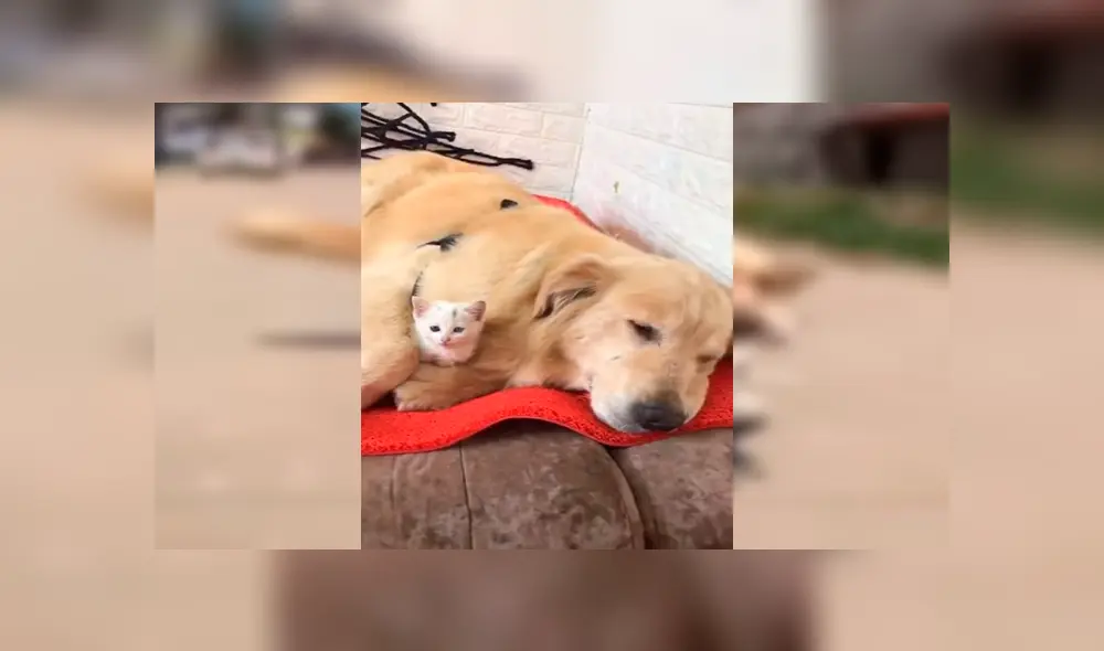 En YouTube, un perro escuchó unos extraños ruidos y descubrió que se trataba de un gato moribundo.