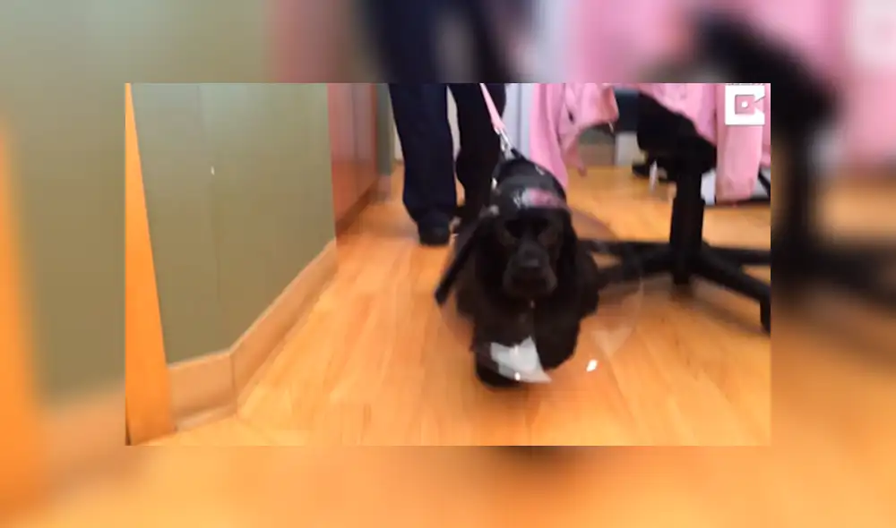 Desliza las imágenes para ver la emotiva escena que protagonizó una perrita ciega y su dueña. Foto: Captura/Youtube Desliza las imágenes para ver la emotiva escena que protagonizó una perrita ciega y su dueña. Foto: Captura/Youtube