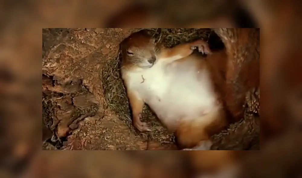 Facebook viral: joven coloca cámara escondida y registra momento que ardilla da a luz [VIDEO]