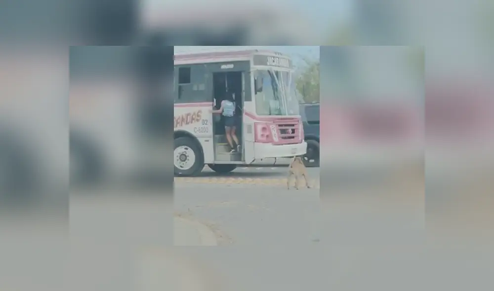 Desliza las imágenes para apreciar el singular truco que realizó una joven para bajar a su perro de un vehículo. Desliza las imágenes para apreciar el singular truco que realizó una joven para bajar a su perro de un vehículo.