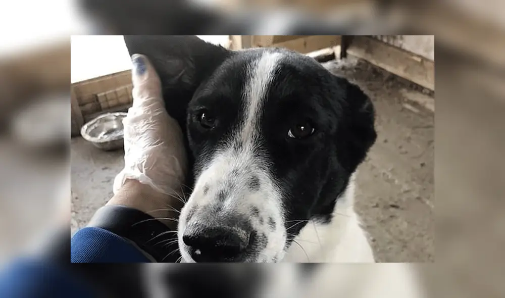 "Nika", la perrita cruelmente asesinada.