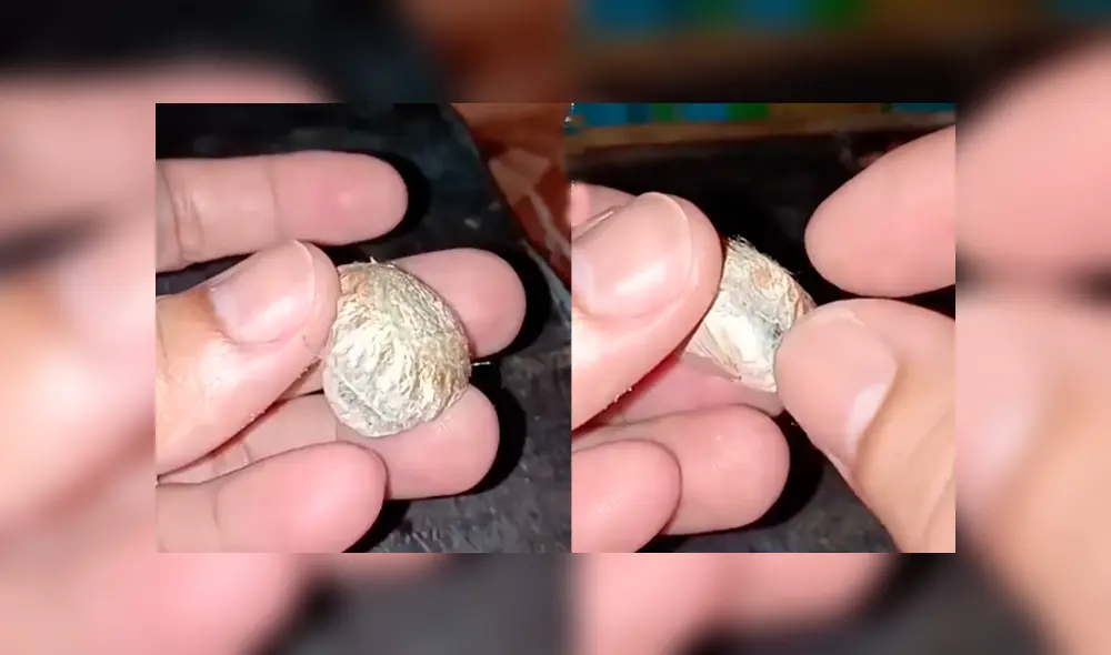 YouTube viral: joven encuentra extraña ‘bolsa’, la abre y descubre cientos de criaturas bebés en su interior