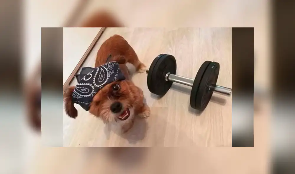 Facebook viral: mujer rescata a perro, le cura sus heridas y ahora tiene un cambio radical [FOTOS]