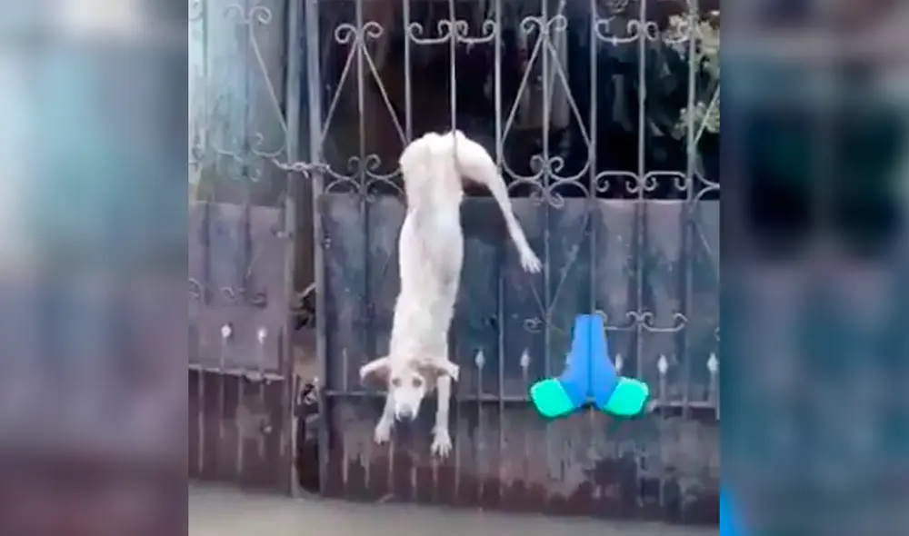 Desliza las imágenes hacia la izquierda para ver el solidario gesto de un joven con un perrito atrapado durante las inundaciones. Foto: TikTok