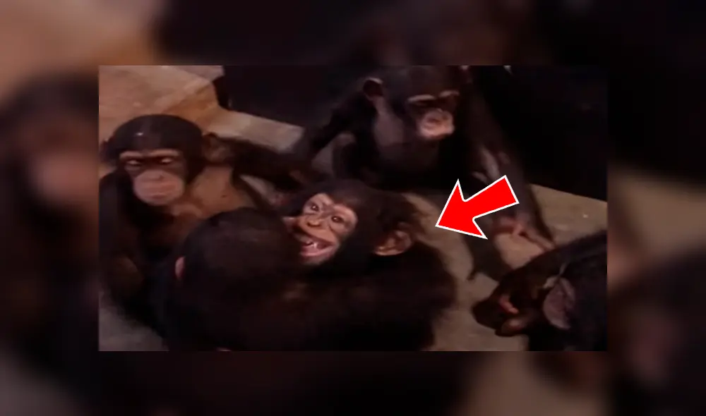 YouTube viral: Bebé chimpancé es rescatado y recibe amorosa bienvenida de sus nuevos amigos YouTube viral: Bebé chimpancé es rescatado y recibe amorosa bienvenida de sus nuevos amigos
