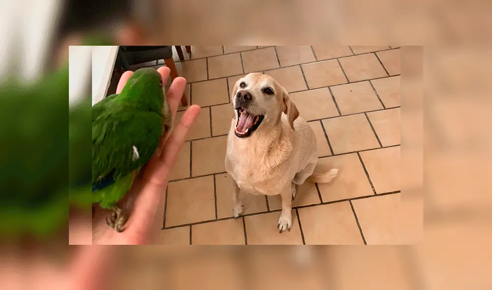 Hiro se llena de felicidad al ver a su nueva amiga. Fuente: Twitter.