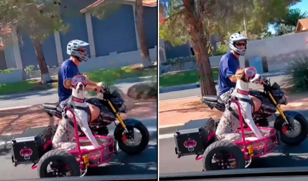 Este hecho sucedió en Estados Unidos. Foto: composición LR / TikTok / @greatdane_corner