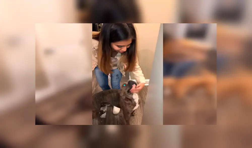 En Facebook, un perro aprovechó la distracción de su dueña para salir de casa y al regresar fue regañado.