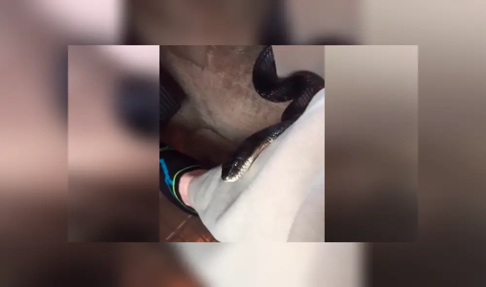 Un hombre se llevó el susto de su vida al hallar una mortal criatura al interior de su auto.