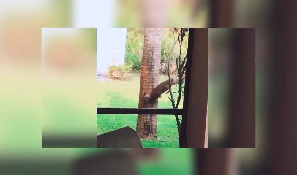 Desliza la imagen para ver el impactante momento. Foto: erock89/TikTok