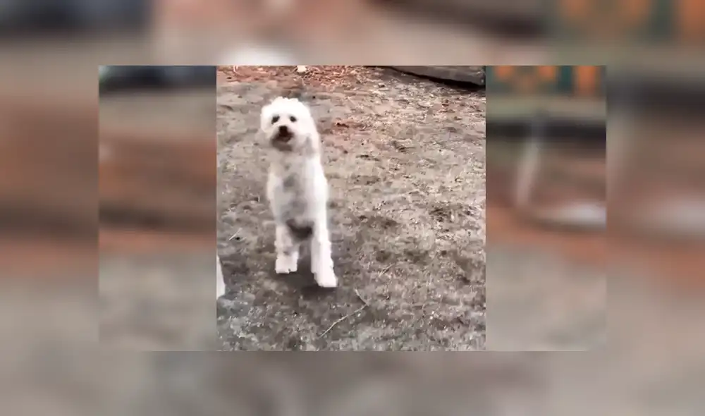 Facebook viral: perro nació sin sus patas delanteras, fue abandonado y hoy tiene un nuevo hogar [VIDEO] 