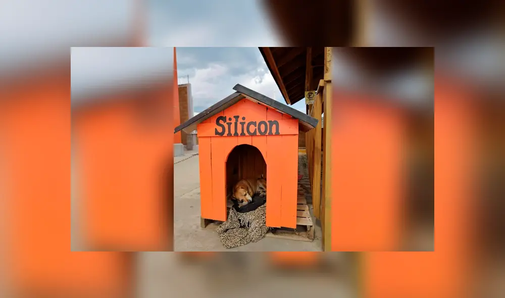 Desliza las imágenes hacia la izquierda para conocer la tierna historia de un perro bautizado como Silicon. Foto: Elemental Oaxaca. Desliza las imágenes hacia la izquierda para conocer la tierna historia de un perro bautizado como Silicon. Foto: Elemental Oaxaca.
