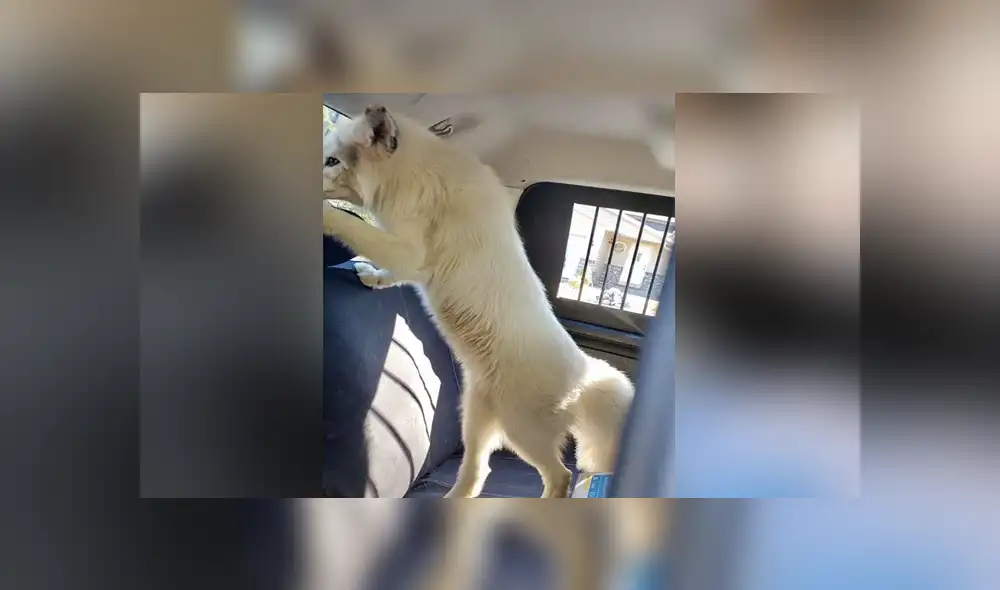 A través de Facebook se hizo viral las imágenes de un supuesto 'perro', el cual acabó siendo un zorro salvaje.