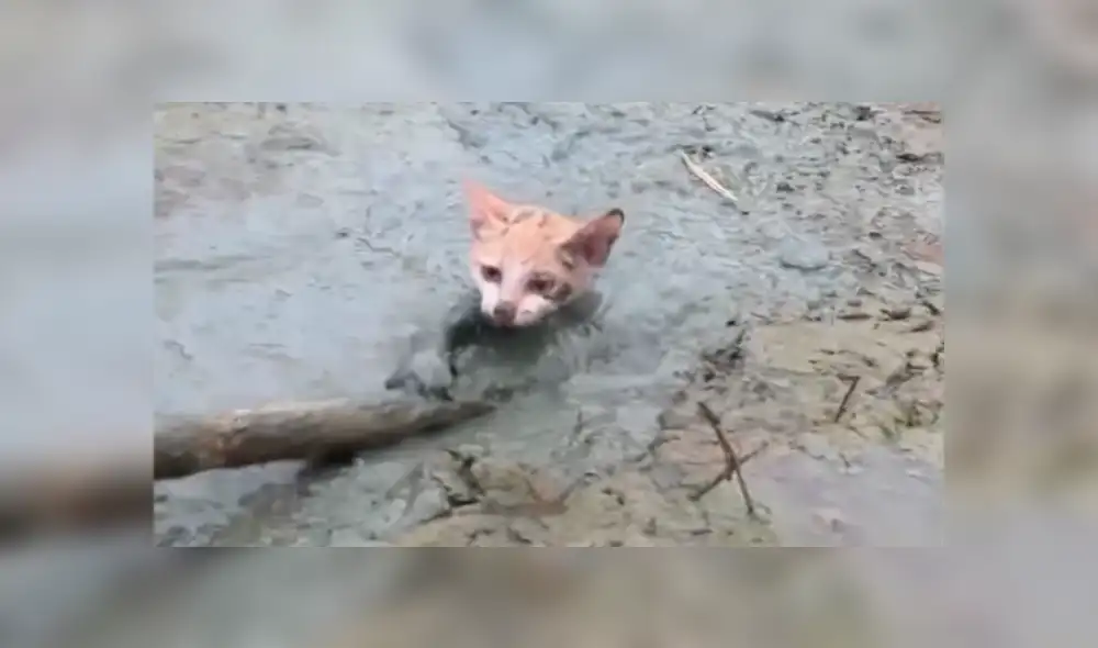 Facebook viral: Gato bebé queda atrapado en el barro y hombre acude a su rescate [VIDEO]