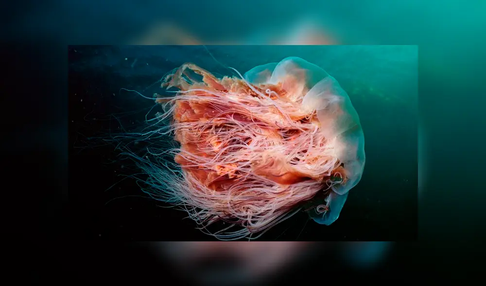 Las hermanas suelen encontrar inusuales criaturas, pero nunca habían visto una medusa tan grande. Foto: captura