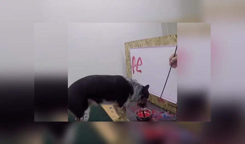Desliza las imágenes hacia la izquierda para conocer la increíble habilidad de un perro que aprendió a dibujar. Foto: Captura. Desliza las imágenes hacia la izquierda para conocer la increíble habilidad de un perro que aprendió a dibujar. Foto: Captura.