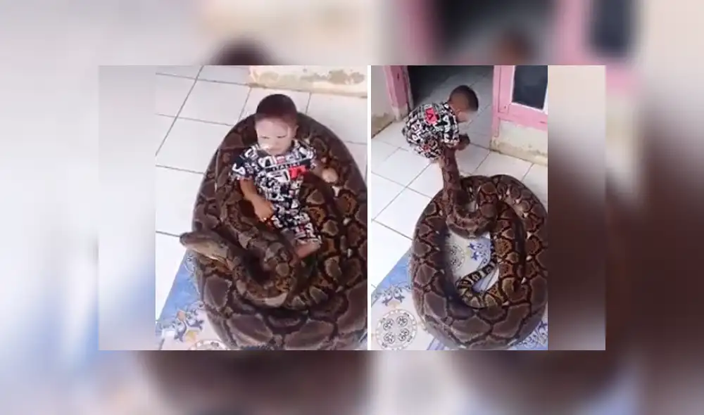 Facebook Viral: niño juega con enorme culebra dentro de su casa y causa escalofríos a miles [VIDEO] 