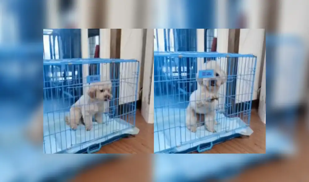 Desliza las imágenes para ver más detalles de esta peculiar escena que es viral en TikTok. Desliza las imágenes para ver más detalles de esta peculiar escena que es viral en TikTok.