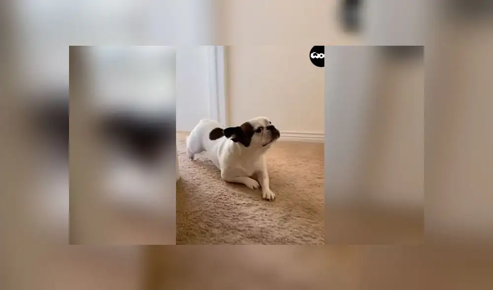 Desliza las imágenes para ver la curiosa forma que tuvo un perro travieso para pedir perdón a su dueña: Woof Woof Desliza las imágenes para ver la curiosa forma que tuvo un perro travieso para pedir perdón a su dueña: Woof Woof