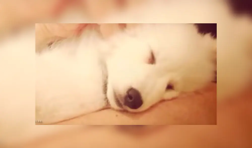 YouTube viral: pensó que su pequeña mascota era un perro, al conocer la verdad queda aterrada [VIDEO]