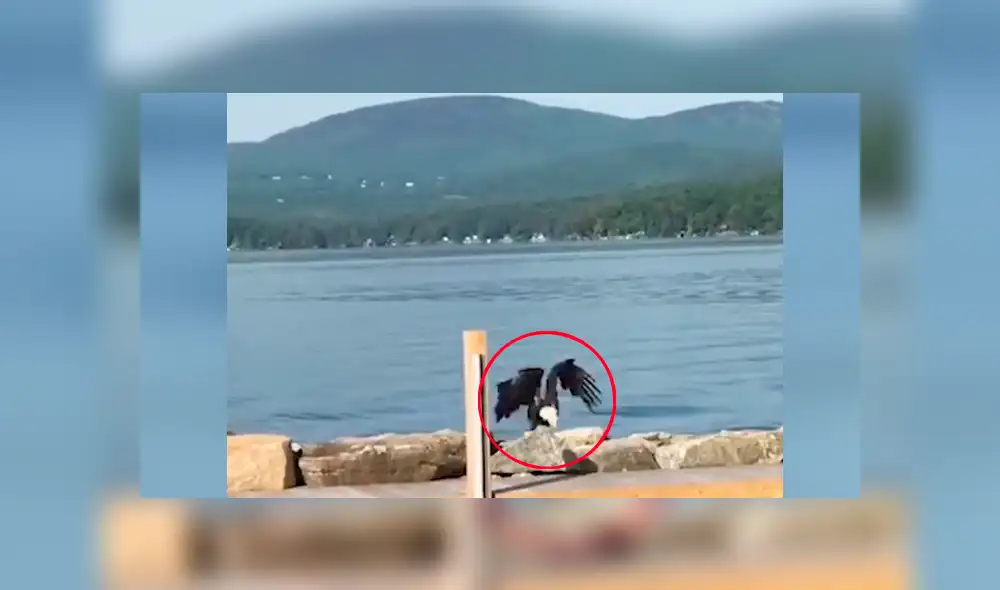 YouTube viral: águila  es captada nadando como una persona y provoca confusión en miles [VIDEO]