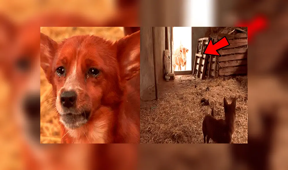 YouTube viral: perro llora de emoción al reencontrarse con vaca que lo cuidó desde bebé 
