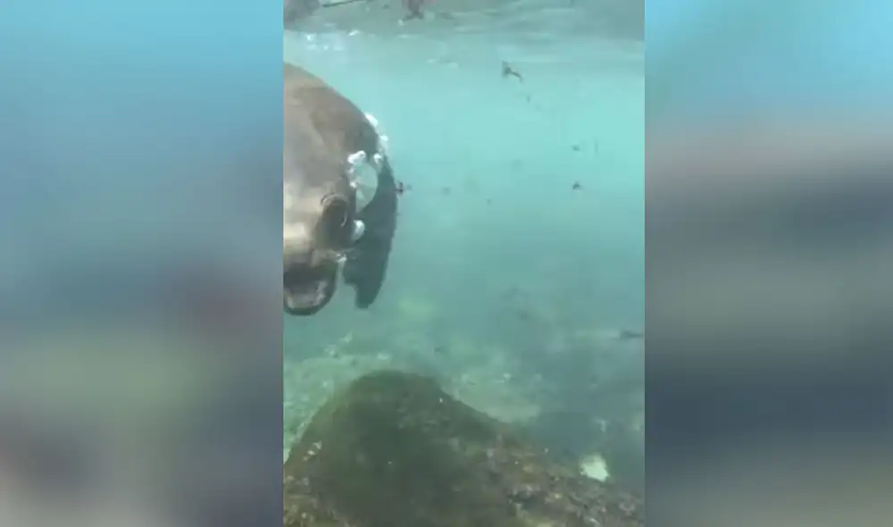 Desliza hacia la izquierda para ver más imágenes de este impactante hecho. Foto: captura de YouTube