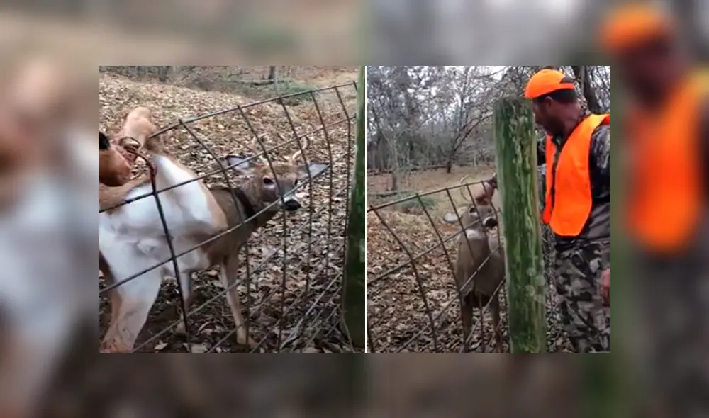 Desliza hacia la izquierda para la conmovedora reacción que tuvo un venado con un grupo de personas. El video es viral en YouTube.