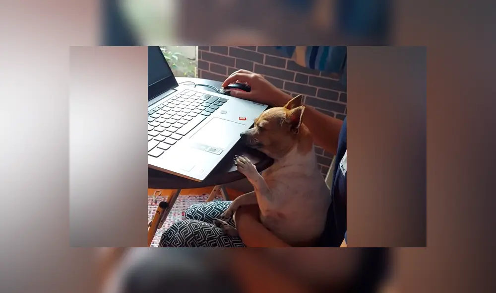 Desliza las imágenes para ver la curiosa escena que protagonizó este perro chihuahua. Fotocapturas: ViralHog/YT