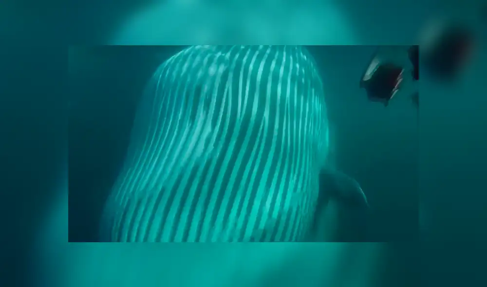 En YouTube, un hombre se salvó de morir por su rápida acción al impedir que una gigantesca ballena se lo ‘trague’. En YouTube, un hombre se salvó de morir por su rápida acción al impedir que una gigantesca ballena se lo ‘trague’.