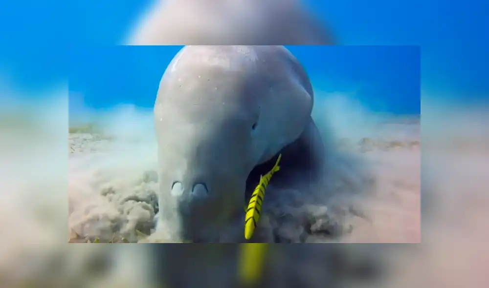 YouTube viral: enigmática criatura fue captada alimentándose en el fondo del Mar Rojo [VIDEO]