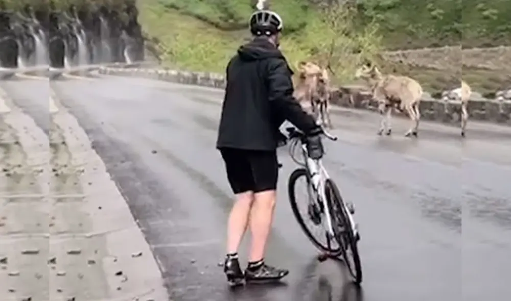 Desliza hacia la izquierda para ver más imágenes de este impactante momento en el que tres borregos cimarrones se enfrentan. Foto: captura de YouTube