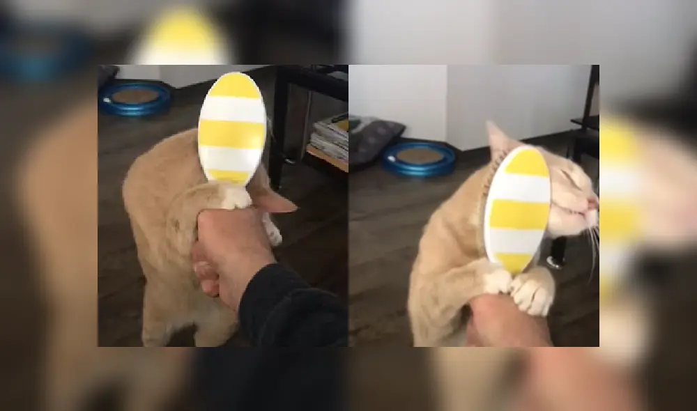 Desliza hacia la izquierda para ver más fotos del tierno felino que aprendió a cepillarse solo el cabello. Desliza hacia la izquierda para ver más fotos del tierno felino que aprendió a cepillarse solo el cabello.