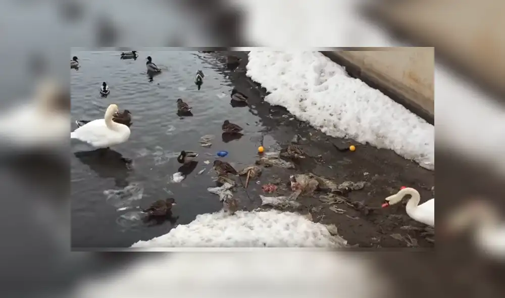 La triste escena captada desde un lago de Rusia ha dado la vuelta al mundo y ha causado gran indignación por parte de los usuarios de Facebook y YouTube La triste escena captada desde un lago de Rusia ha dado la vuelta al mundo y ha causado gran indignación por parte de los usuarios de Facebook y YouTube